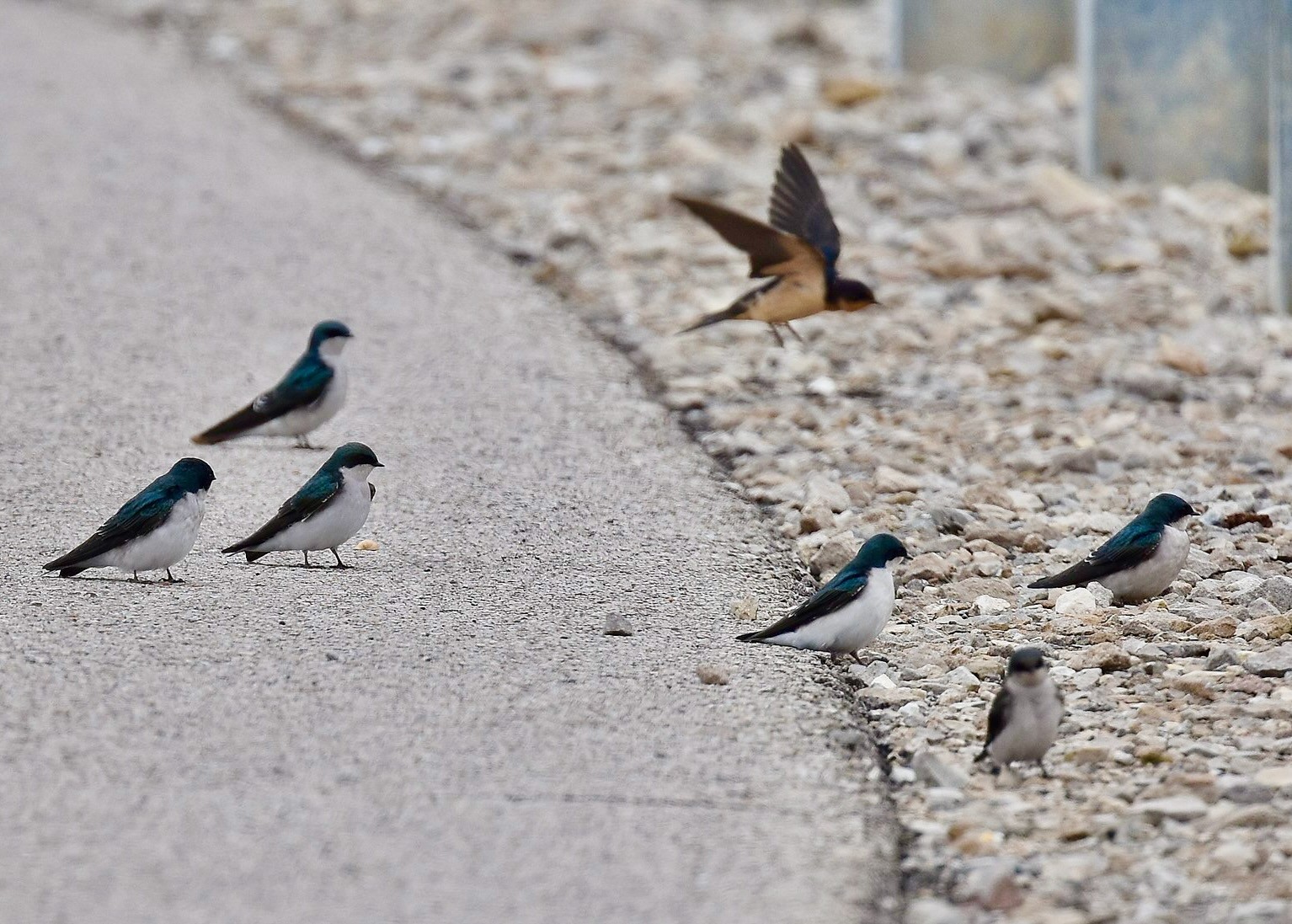 A Day At Riverlands: Tree and Barn Swallows by Andy Reago and Chrissy McClarren is licensed under CC BY 2.0.